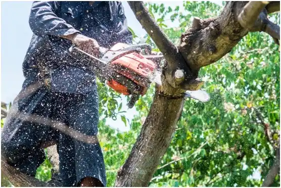 tree services Decaturville